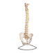 Anatomisch model Wervelkolom ca. 74 cm inclusief statief